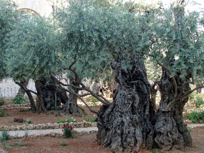 Προσκύνημα στους Αγίους Τόπους